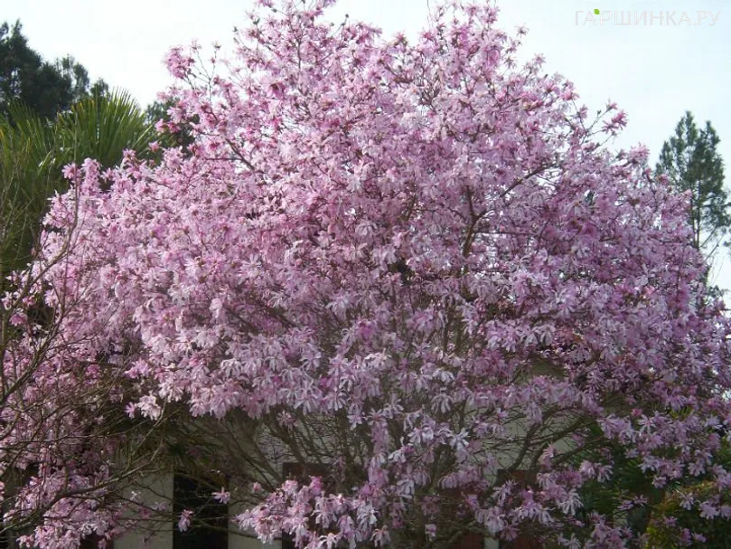 Магнолия Розеа