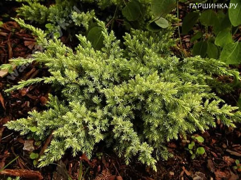 Можжевельник чешуйчатый Дрим Джой