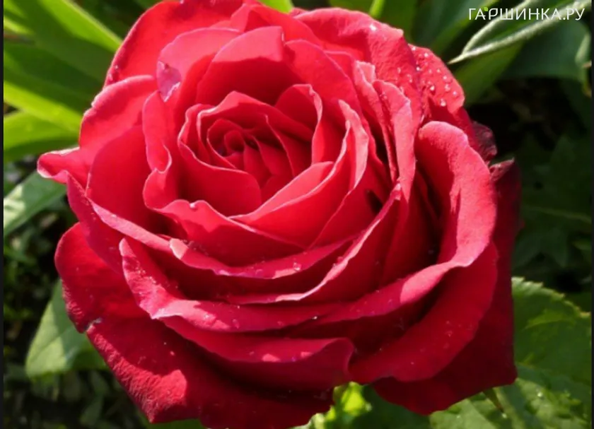 Роза Гранд Гала чайно-гибридная, Imperial Rose