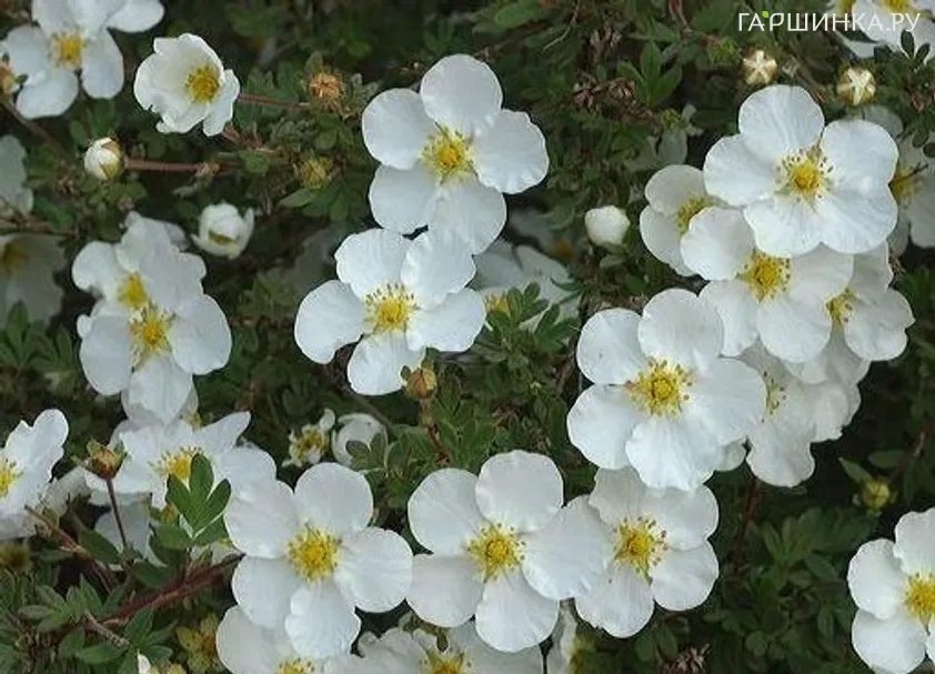 Лапчатка Абботсвуд кустарниковая