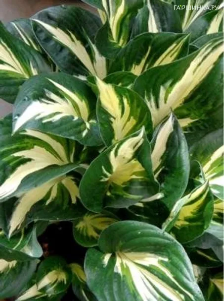 Хоста Стинг (M)