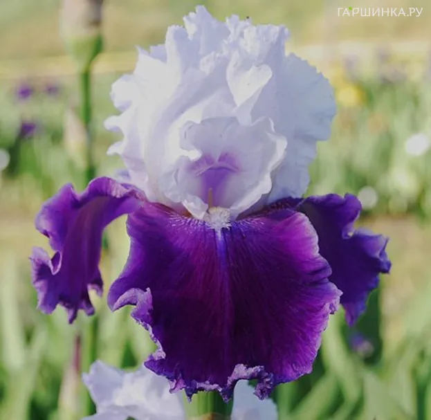 Ирис бородатый Гай Парасол