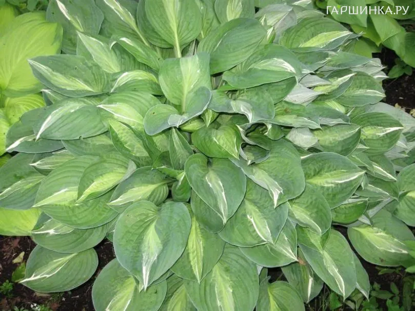 Хоста Стриптиз (ML)