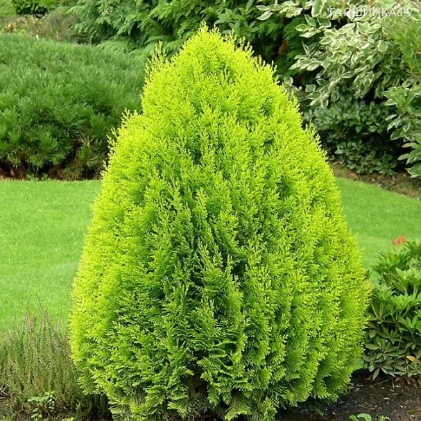 Туя западная Ауреа Нана
