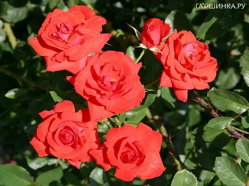 Роза Кордес Бриллиант кустарниковая, Imperial Rose