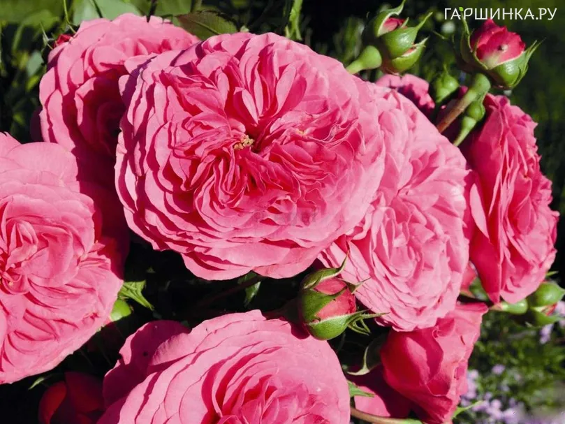 Роза Баронесса флорибунда, Тантау (лиц)