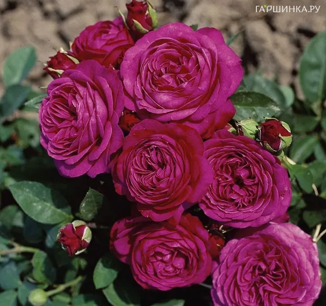 Роза Хайди Клум флорибунда, Топалович (лиц)