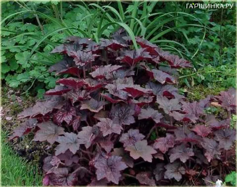 Гейхера Палас Пурпл