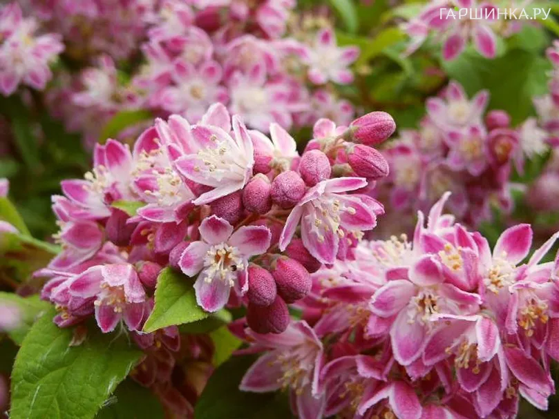 Дейция Строуберри Филдс