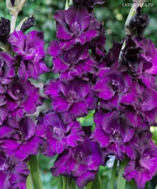 Гладиолус Блэк Вельвет 5шт.