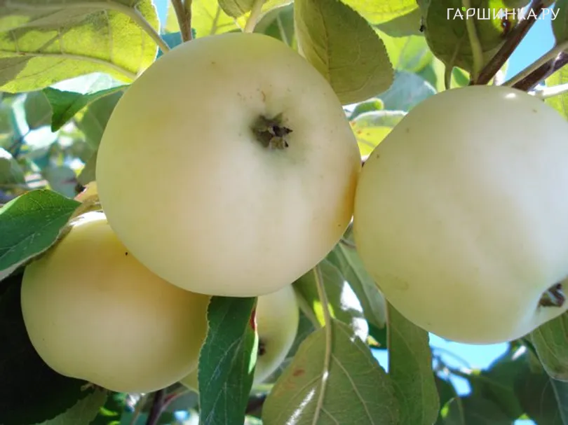 Яблоня Белый налив