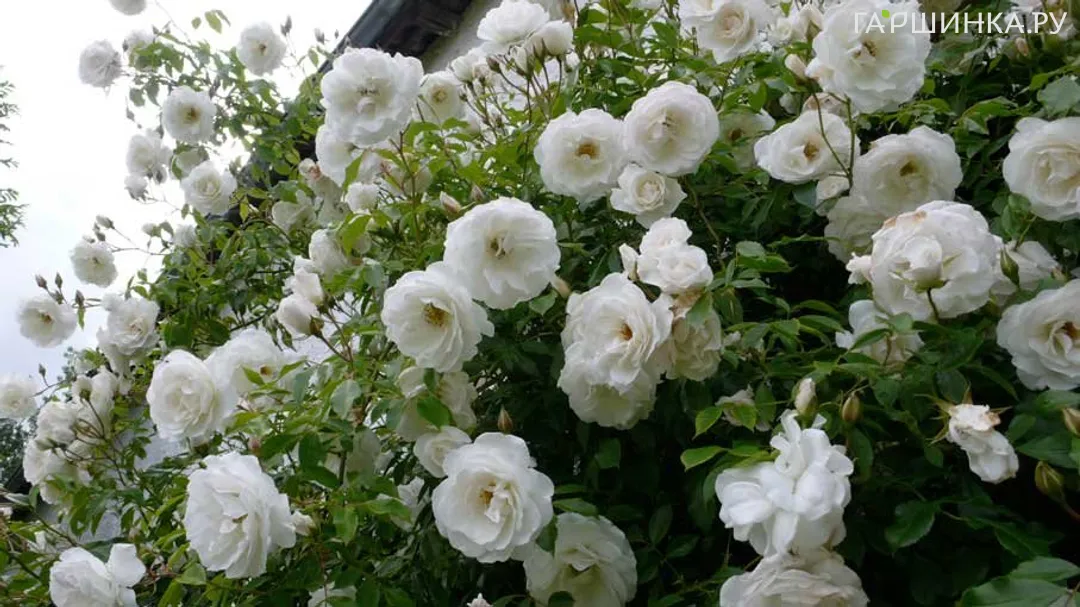 Роза Шнеевитхен кустарниковая, Imperial Rose