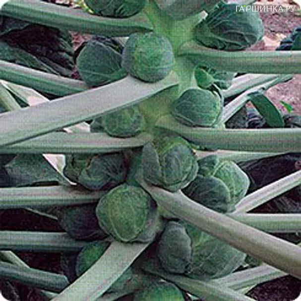 Брюссельская капуста Касио 0,1 г