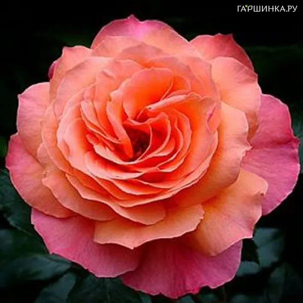 Роза Альбрехт Дюрер чайно-гибридная, Тантау (лиц)