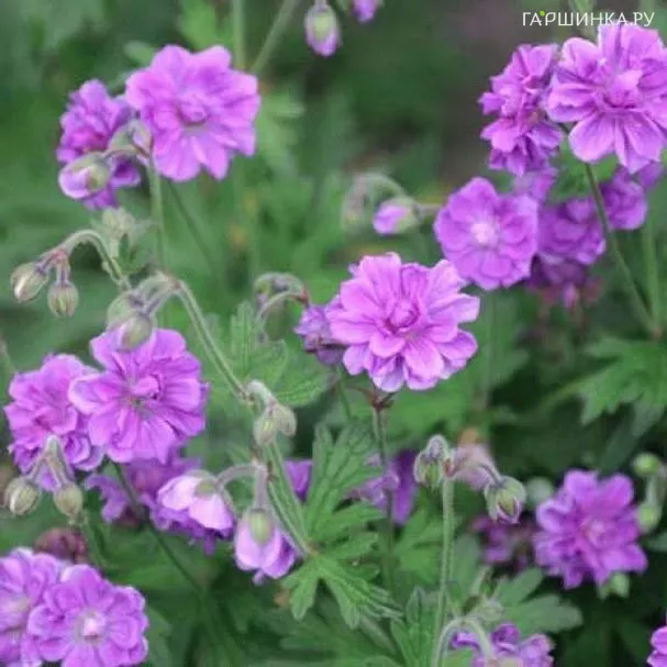 Герань садовая Бич Дабл