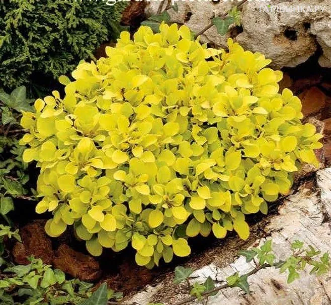 Барбарис Тунберга Спешиал Голд