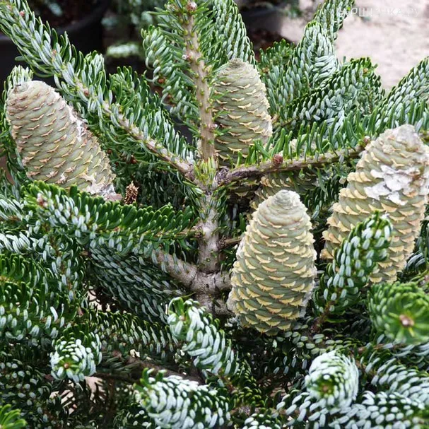 Пихта корейская Силберлок