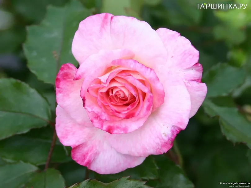 Роза Абигейл миниатюрная, Тантау (лиц)