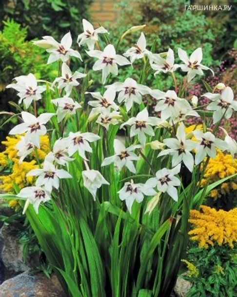 Ацидантера Мюриэл 10шт