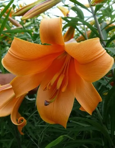 Лилия Африкан Квин трубчатая