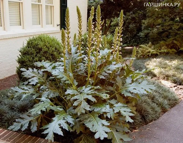 Акант моллис (Медвежья лапа)