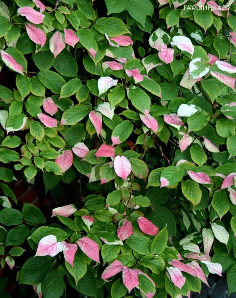 Актинидия коломикта