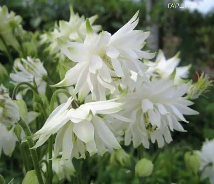 Аквилегия Вайт Барлоу