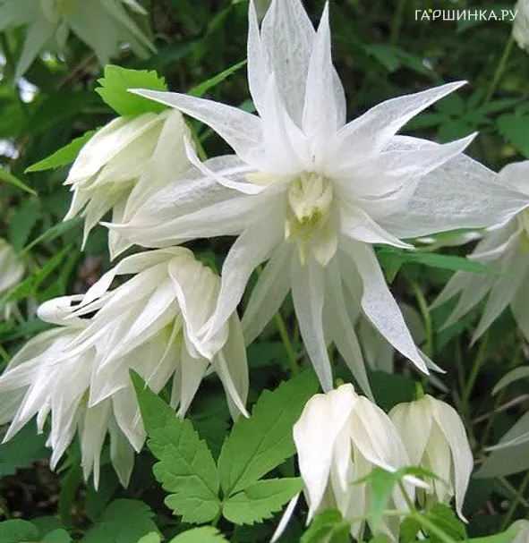 Клематис (Княжик) Альбина Пленa махровый (1)