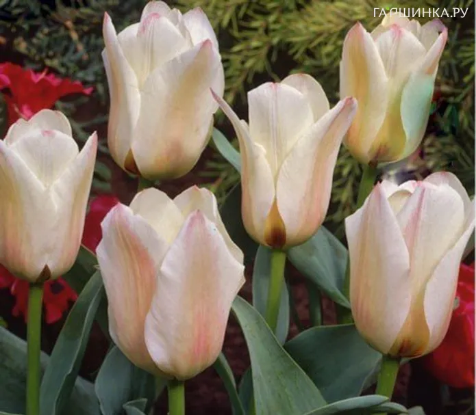 Тюльпан Альбион Стар 5шт