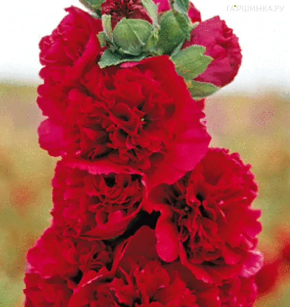 Шток-роза Double Red махровая
