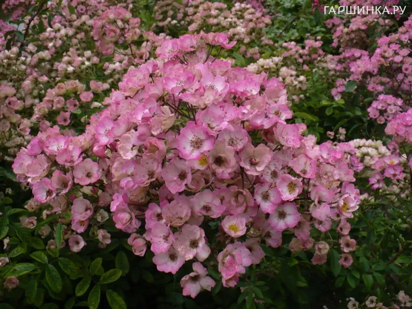 Роза Алден Бисен мускусная, Ленс (лиц)