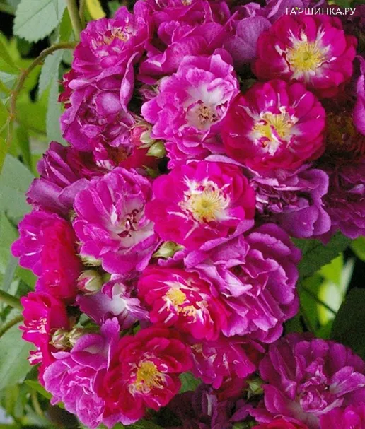 Роза Партикль плетистая Imperial Rose