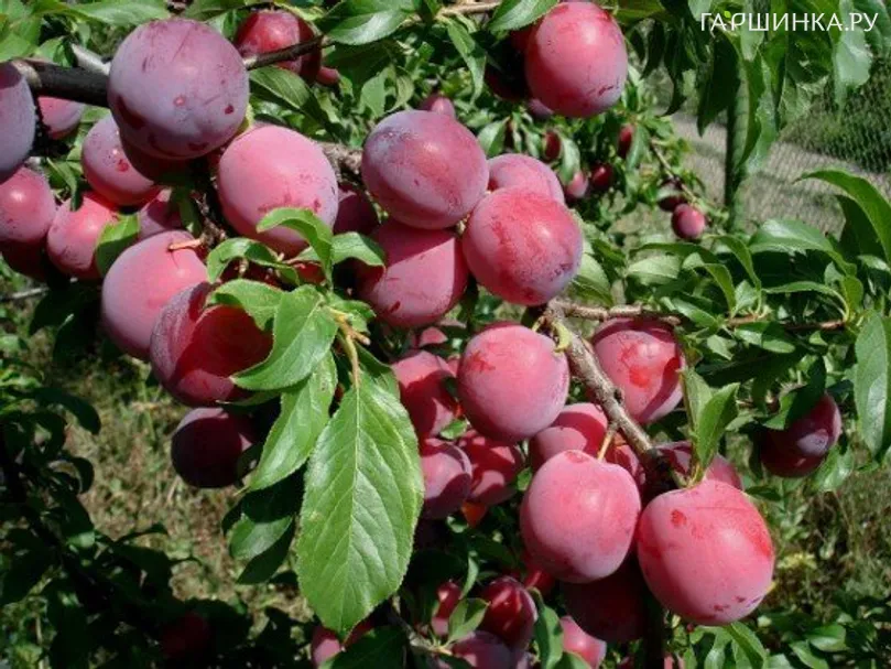 Слива Аленушка