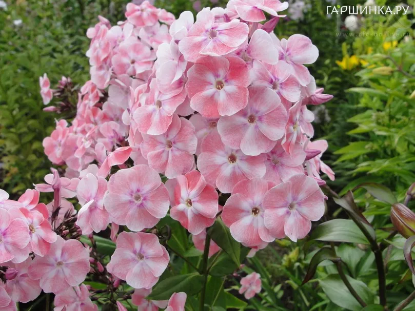 Флокс Алиса Фрейндлих