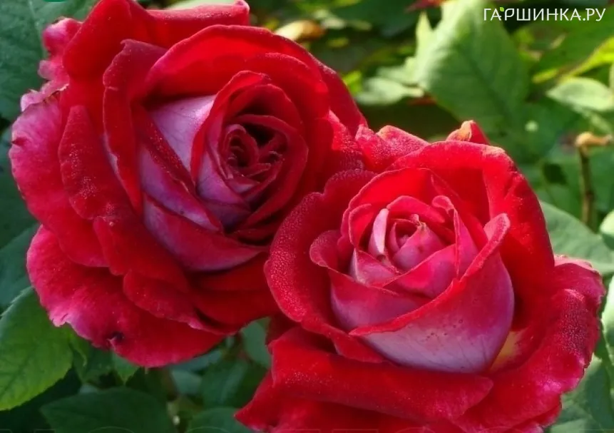 Роза Альянс чайно-гибридная, Imperial Rose