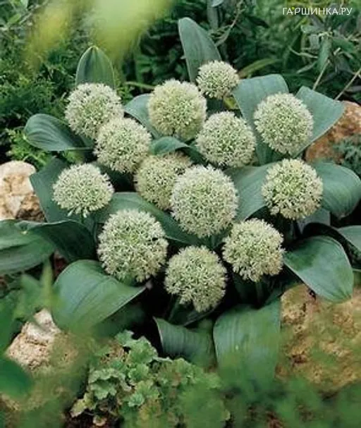 Лук декоративный Айвори Квин 3 шт