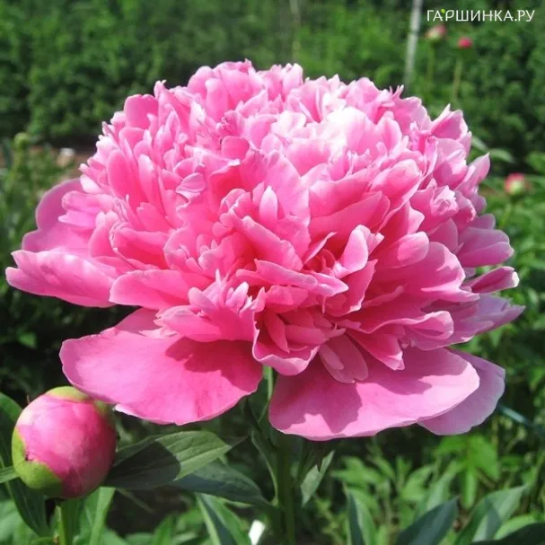 Пион Амабилис