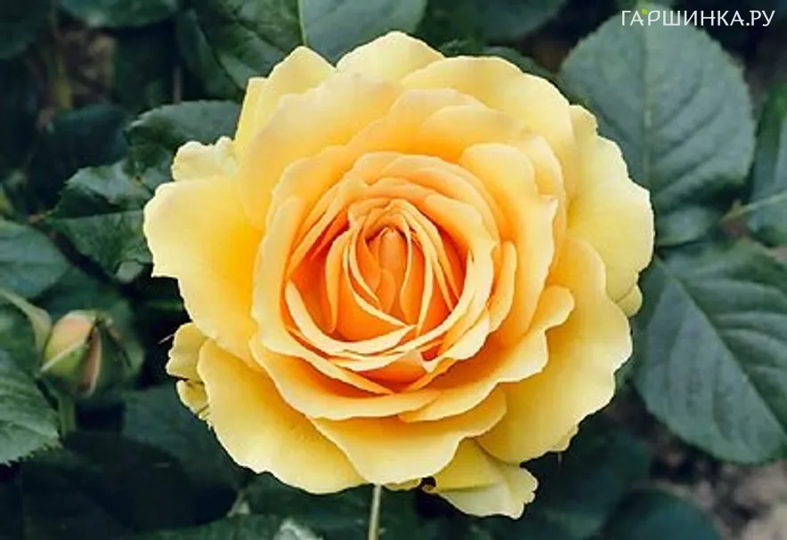 Роза Амбер Куин флорибунда, Топалович (лиц)