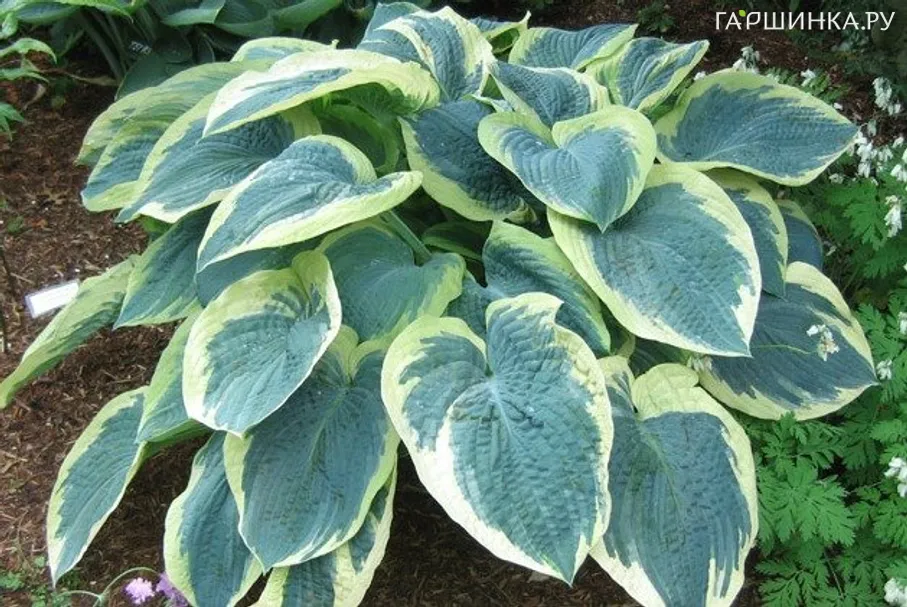 Хоста Американ Хало (L)