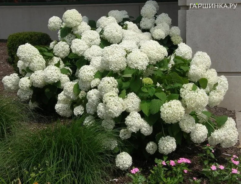 Гортензия Анабель древовидная