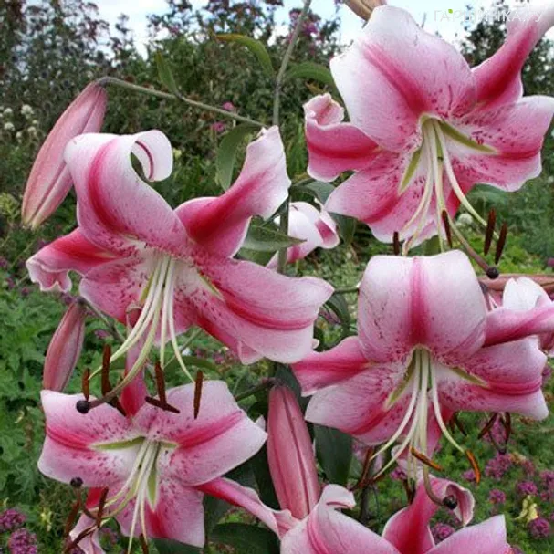 Лилия Анастасия ОТ-гибрид