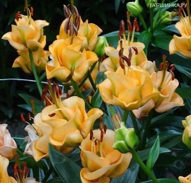 Лилия Априкот Фьюдж ОТ-гибрид