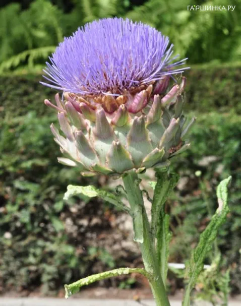 Артишок полевой
