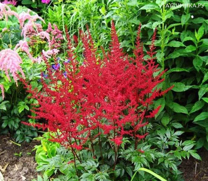 Астильба Арендса Августлехтен