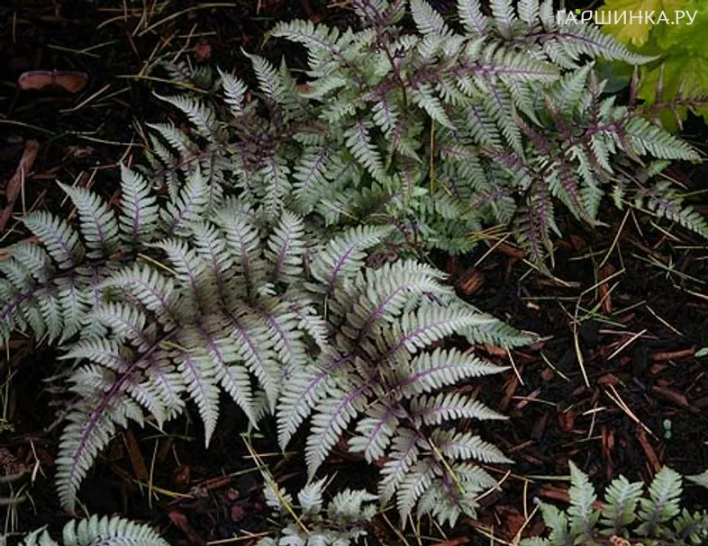 Кочедыжник (Папоротник) Пиктум (Металлика) ниппонский