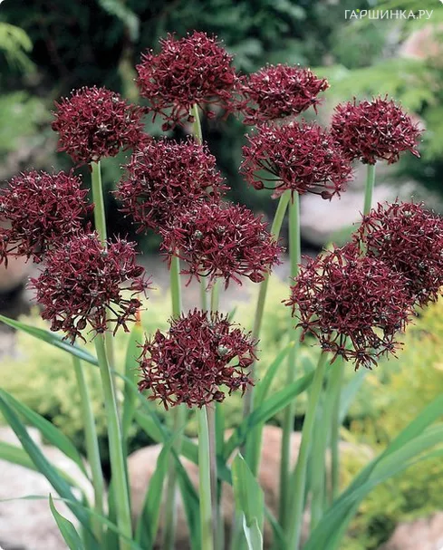 Лук декоративный Атропурпуреум 8 шт