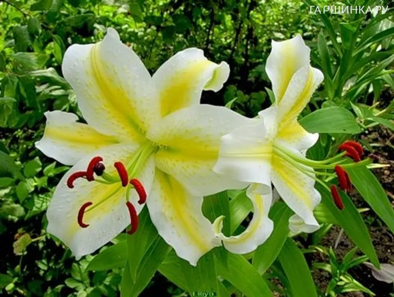 Лилия Аубаде восточная /2шт