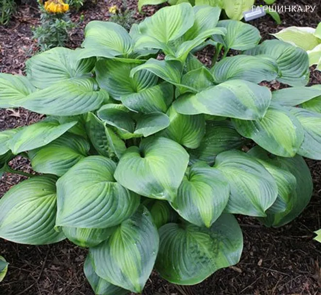 Хоста Авокадо (ML)