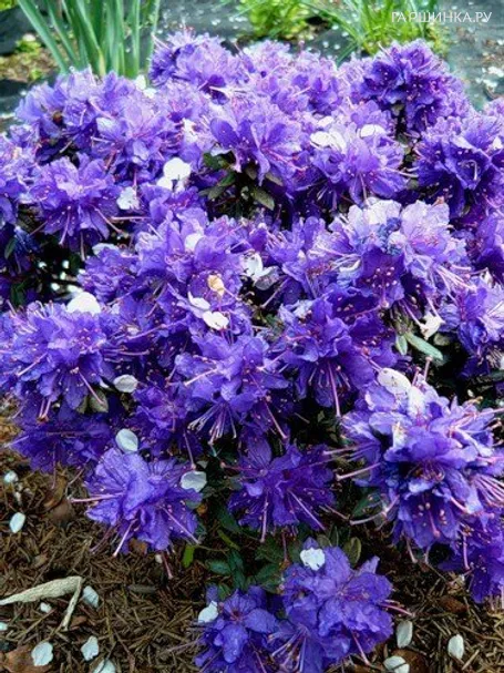 Рододендрон Азурика