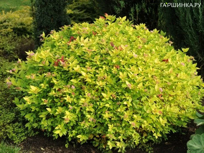 Спирея японская Голден Карпет